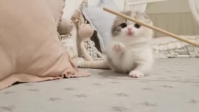 kitten videos with short legs cat