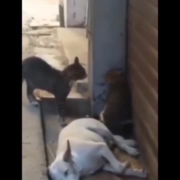 Funny cat videos in this year can you see this videos funny cat video 2023
