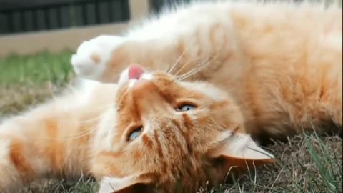 Funniest Animals