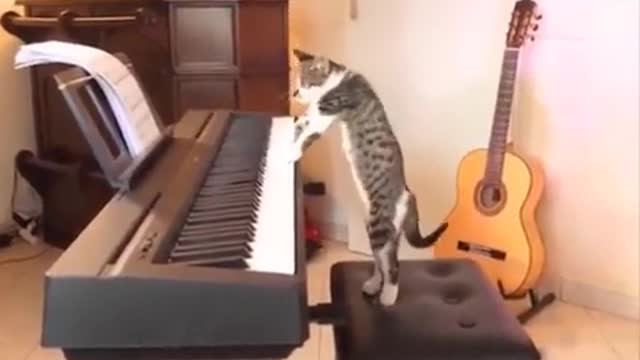 Funniest Cats 😹 - better video