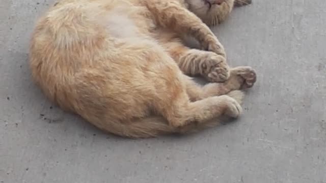 Gato En Siesta Segunda Parte