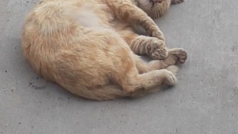 Gato En Siesta Segunda Parte