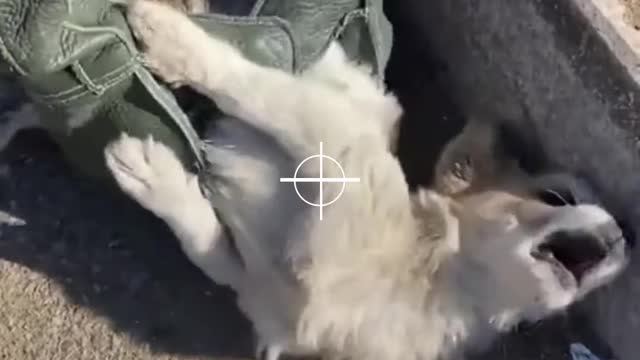 He rescue a very painful puppy at warm road