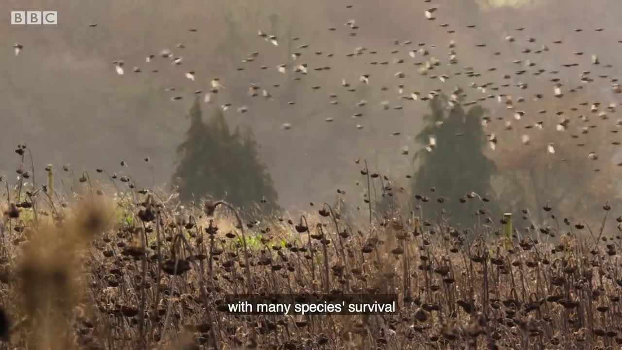 Saving an Iconic Bird of Prey | Wild Rescue | BBC Earth