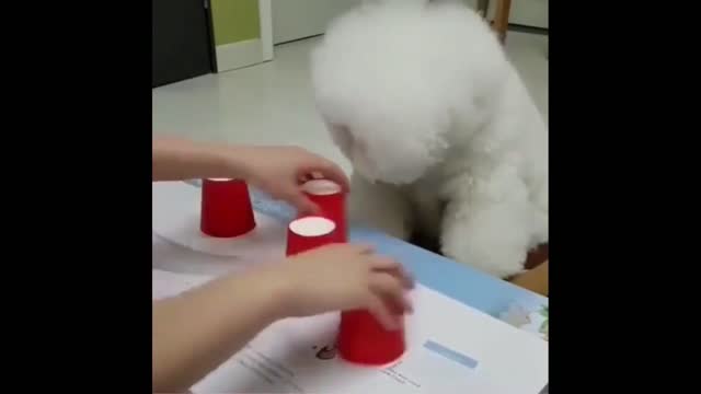 Smart dog