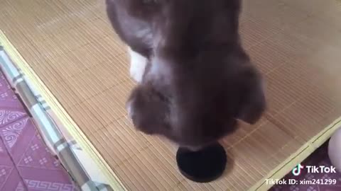 cute pups compilation