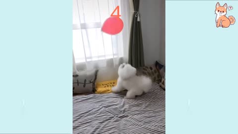 TRY NOT TO LAUGH - Cute Dog Compilation EVER