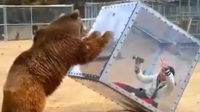 The bear pushed the box