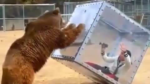 The bear pushed the box