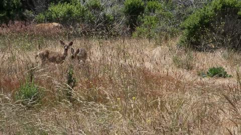 Three Deer Eating In Field