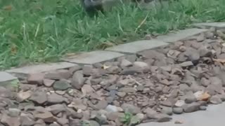 Baby Ducks meet Water Bowl