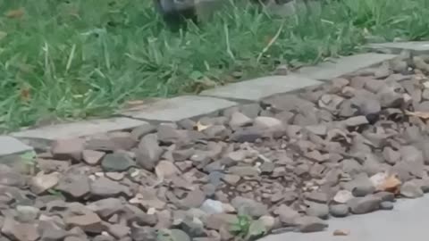 Baby Ducks meet Water Bowl