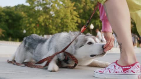 amazing #beautiful trian my dog short video Dogs Chasing People. Funny moments 2021.