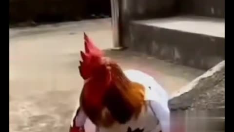 Clucking, Barking, and Meowing Madness: Epic Animal Antics