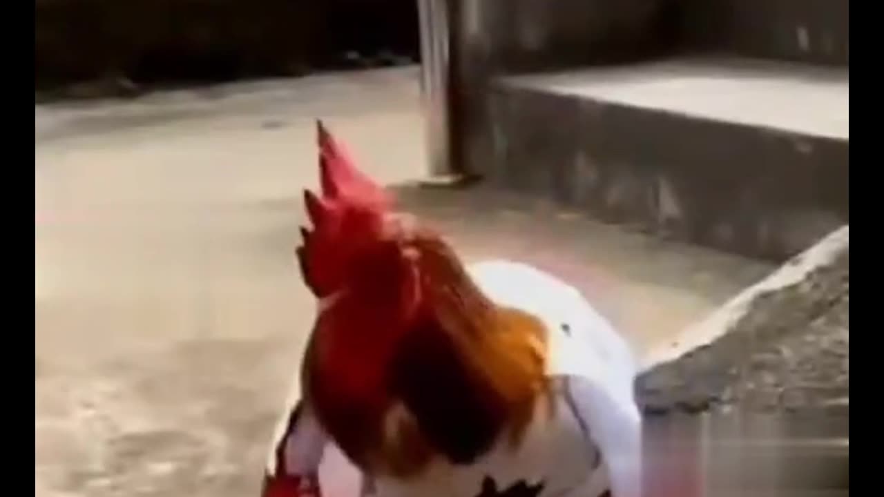 Clucking, Barking, and Meowing Madness: Epic Animal Antics
