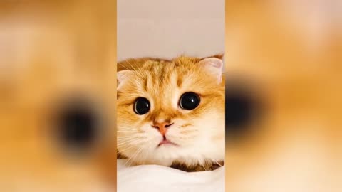 Cute and funny kitty react on Camera