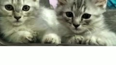 #Shorts Cute Cat