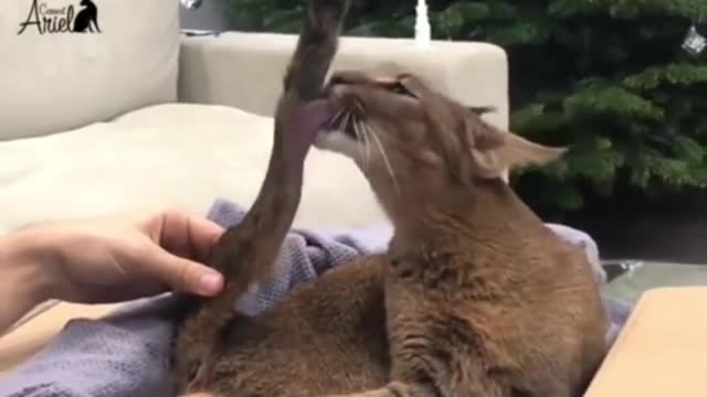 Cats make me happy many sweets