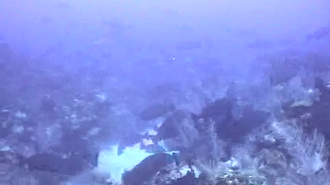 Black Grouper Spawning Aggregation