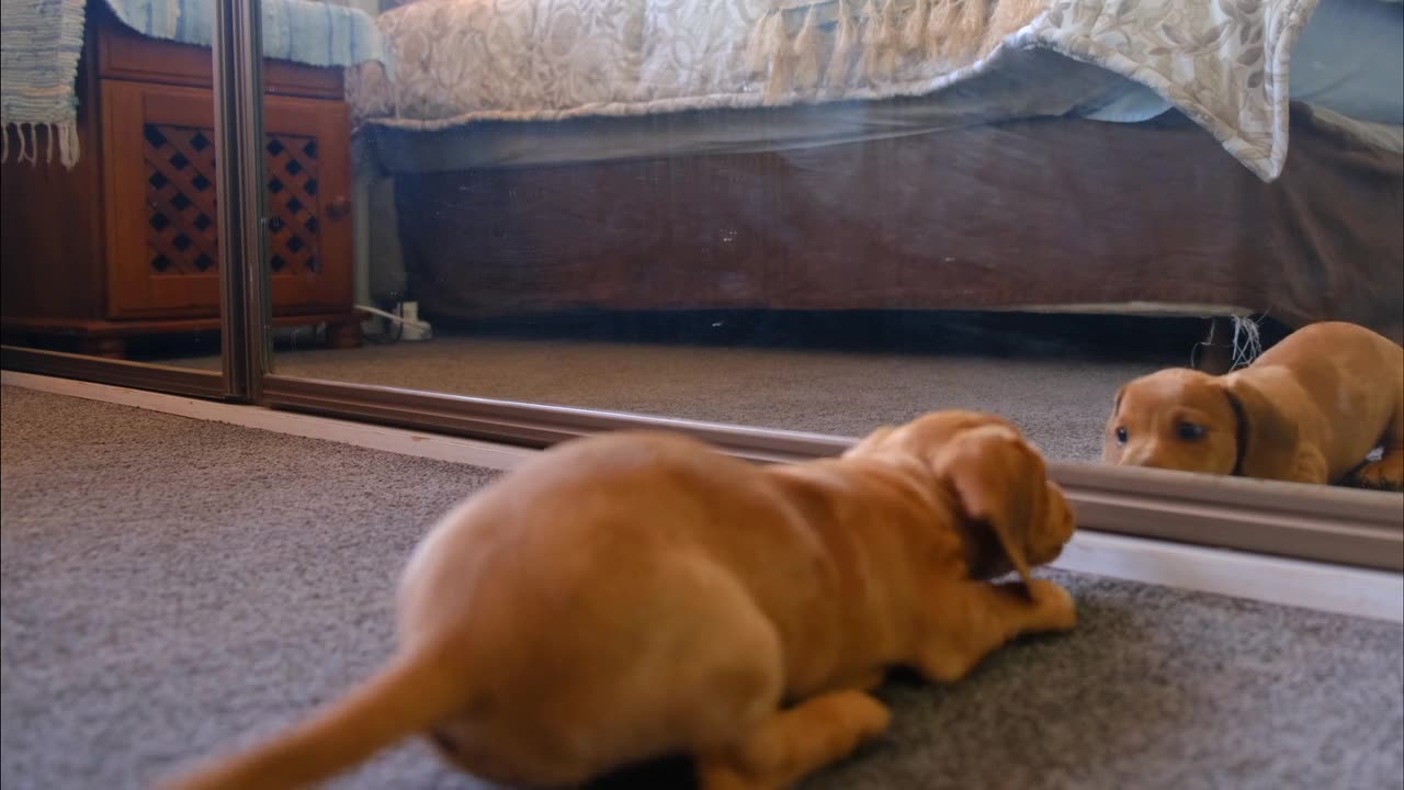 FUNNY DOGS VIDEOS WITH DOGS