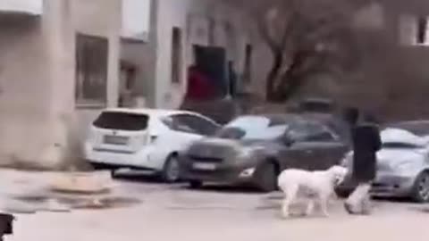Funniest Babies And Animals Compilation || Just Laugh