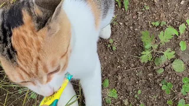 cat eating snack