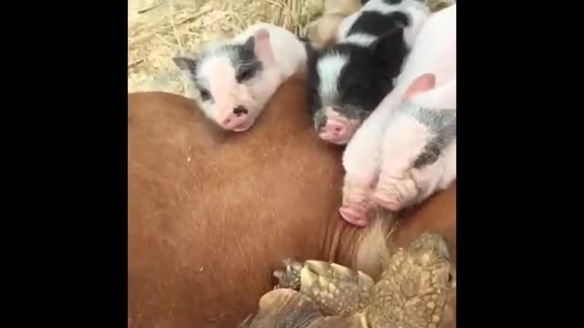 Cute baby animals Videos Compilation cute moment of the animals