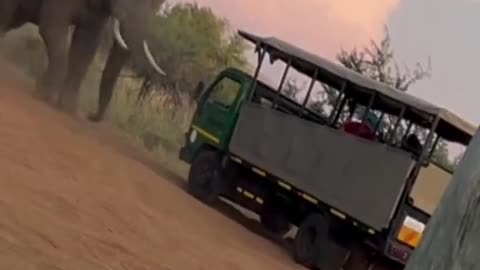 Elephant Attacks