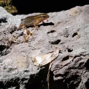 Newt on the rocks of our wildlife pond