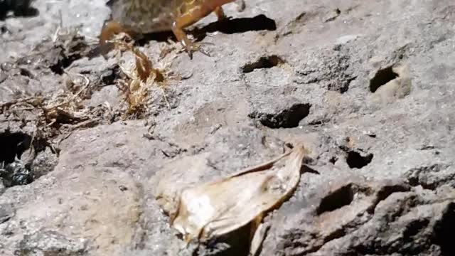 Newt on the rocks of our wildlife pond