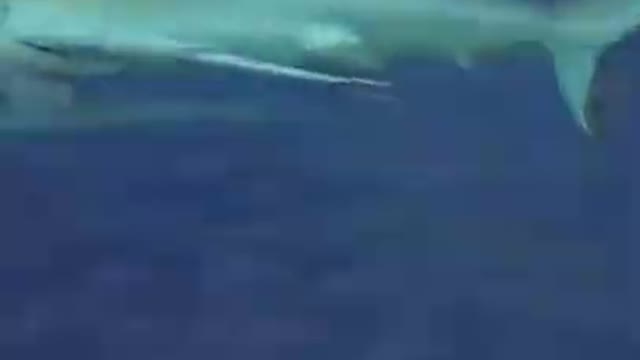 Sea Creatures In The Ocean