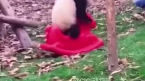 Funny Animal Videos