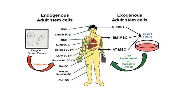 Adult Stem Cells