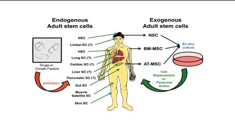 Adult Stem Cells