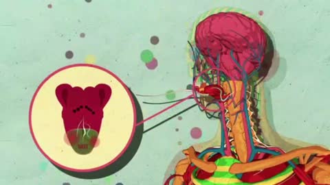 The body's reaction to sugar