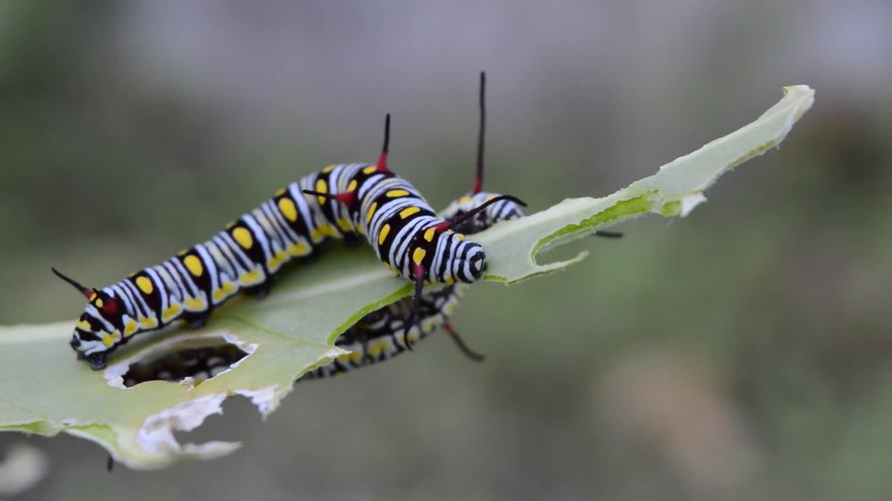 The caterpillar is eating.