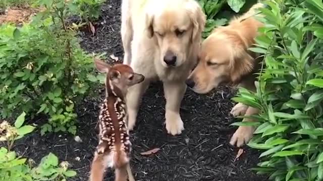 Funniest & Cutest Labrador Puppies | Funny Puppy Videos