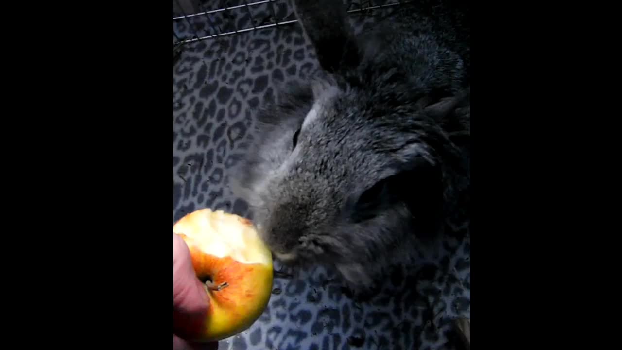 Feeding my rabbit an apple