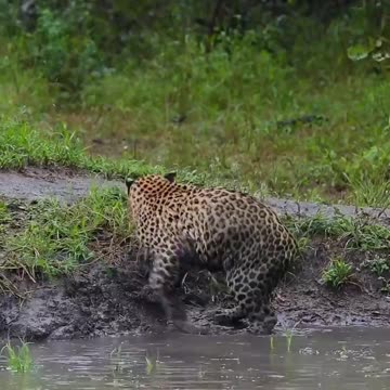 Young leopard thought it was a successful hunt