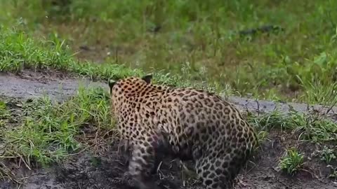 Young leopard thought it was a successful hunt