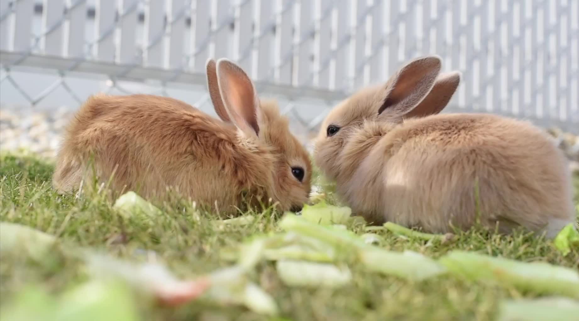 The sweetest rabbit eating grass with his brother (buNnY) 🐇