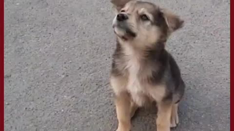 Look how cute is this Puppy 🦮 #Doglovers #animallove