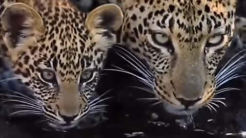 The beautiful leopard