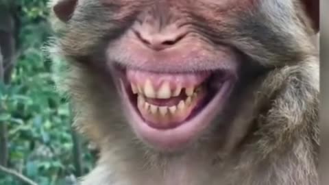 Monkey funny video || viral video