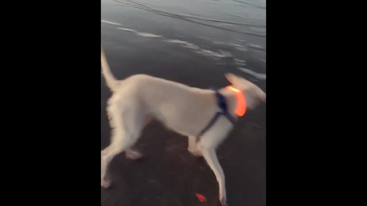 Dog shocked at ocean waves