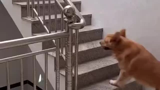 Lovely and funny animals Lovely dog videos 20&21 56