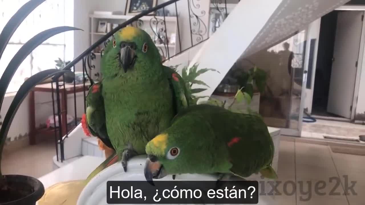 Funny Parrots Make a Prediction! / Loros predicen que se acaba la pdndemia