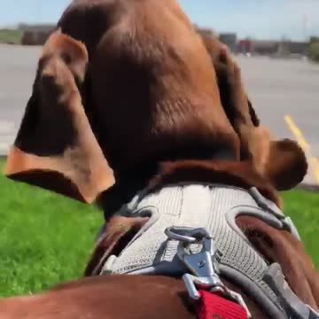 Best top viral video rumble