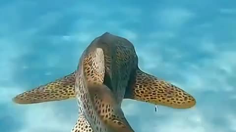 Diving to shoot