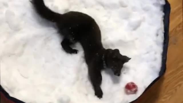 Cool sibirian sable (Popo) enjoying snow